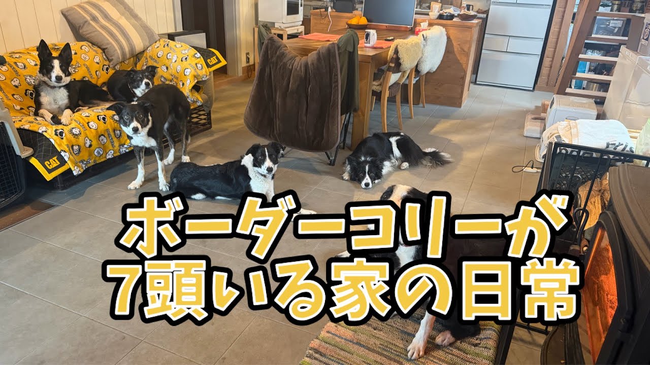 ボーダーコリーが7頭いる家の日常