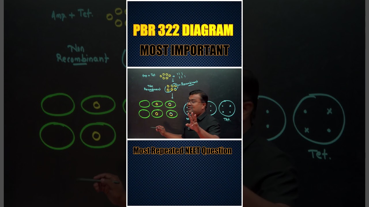 pbr 322 diagram most important