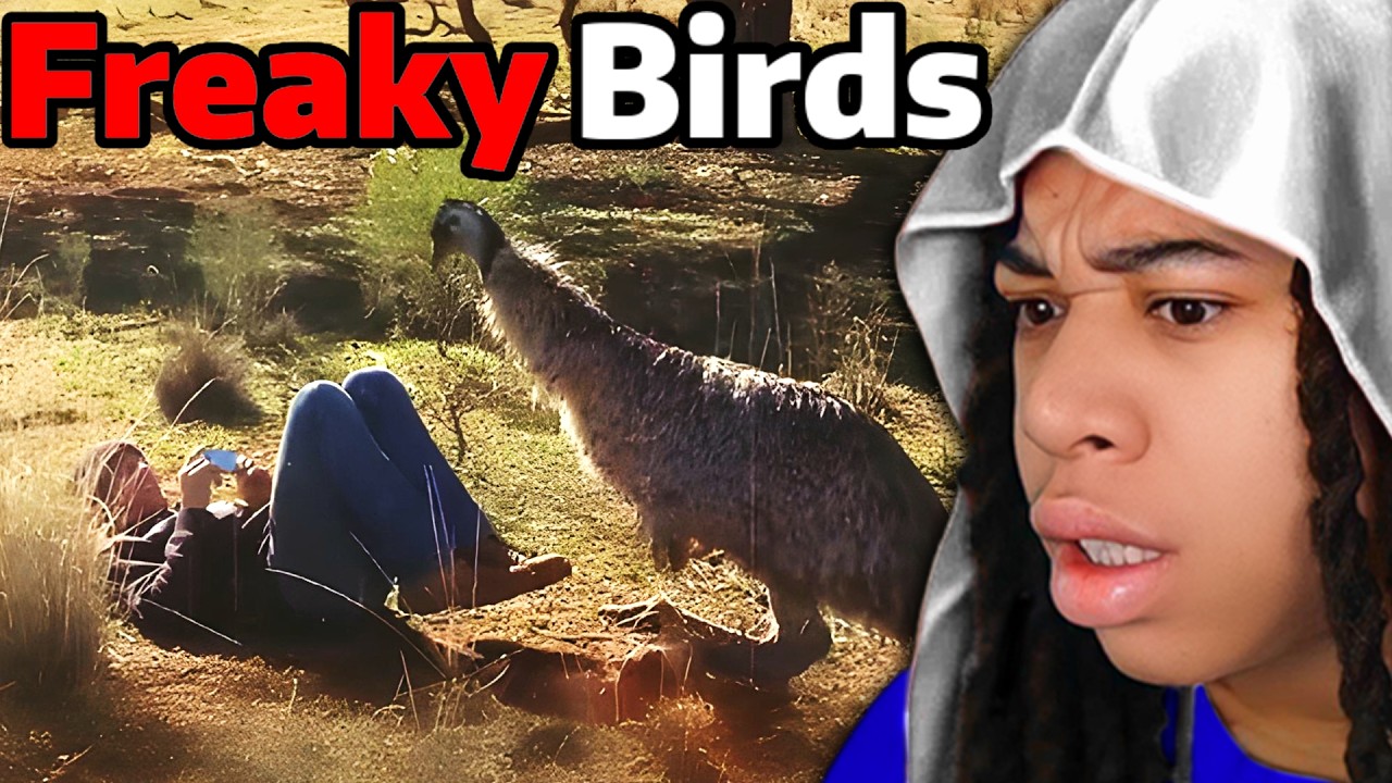 These Birds ONLY Want To BREED With HUMANS..