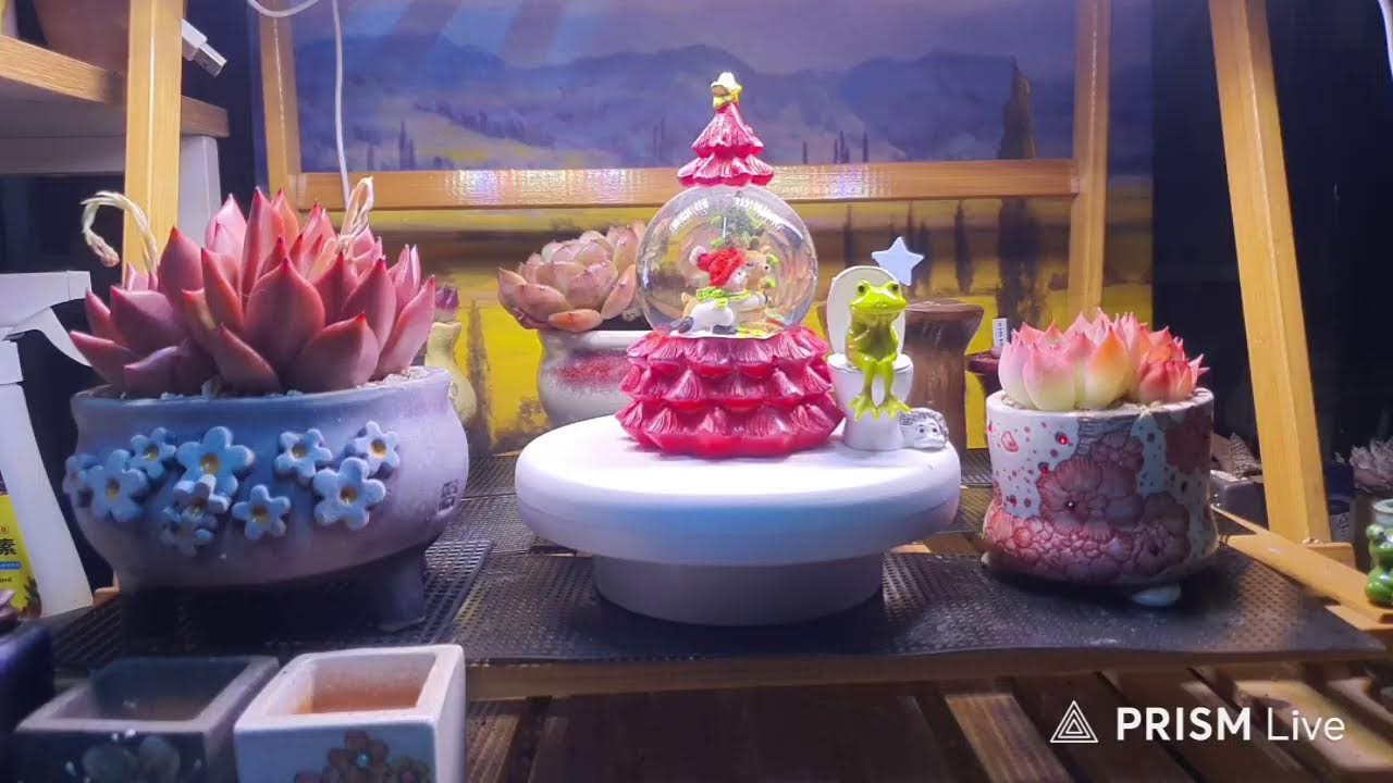 닥터슬럼프아리김tv 라이브 방송