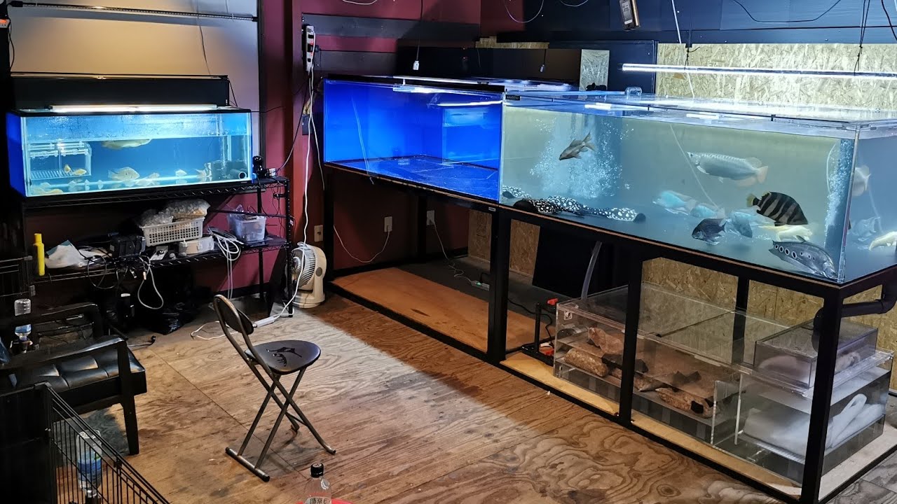 【大型水槽】カンテツ製の1800×1000×600水槽と3面が青色の1800×900×600水槽が並ぶ趣味部屋！大型水槽2台を設置させていただきました！【in 長野県】