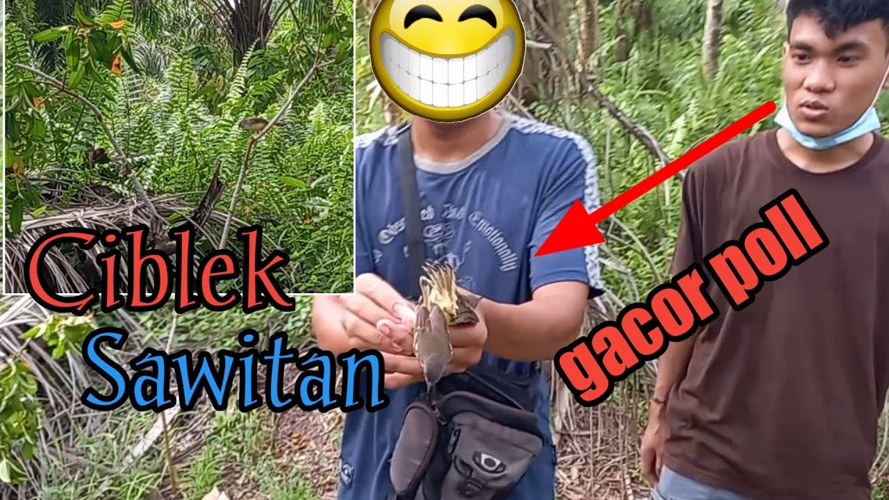 mikat burung ciblek part 2 di kebun sawit