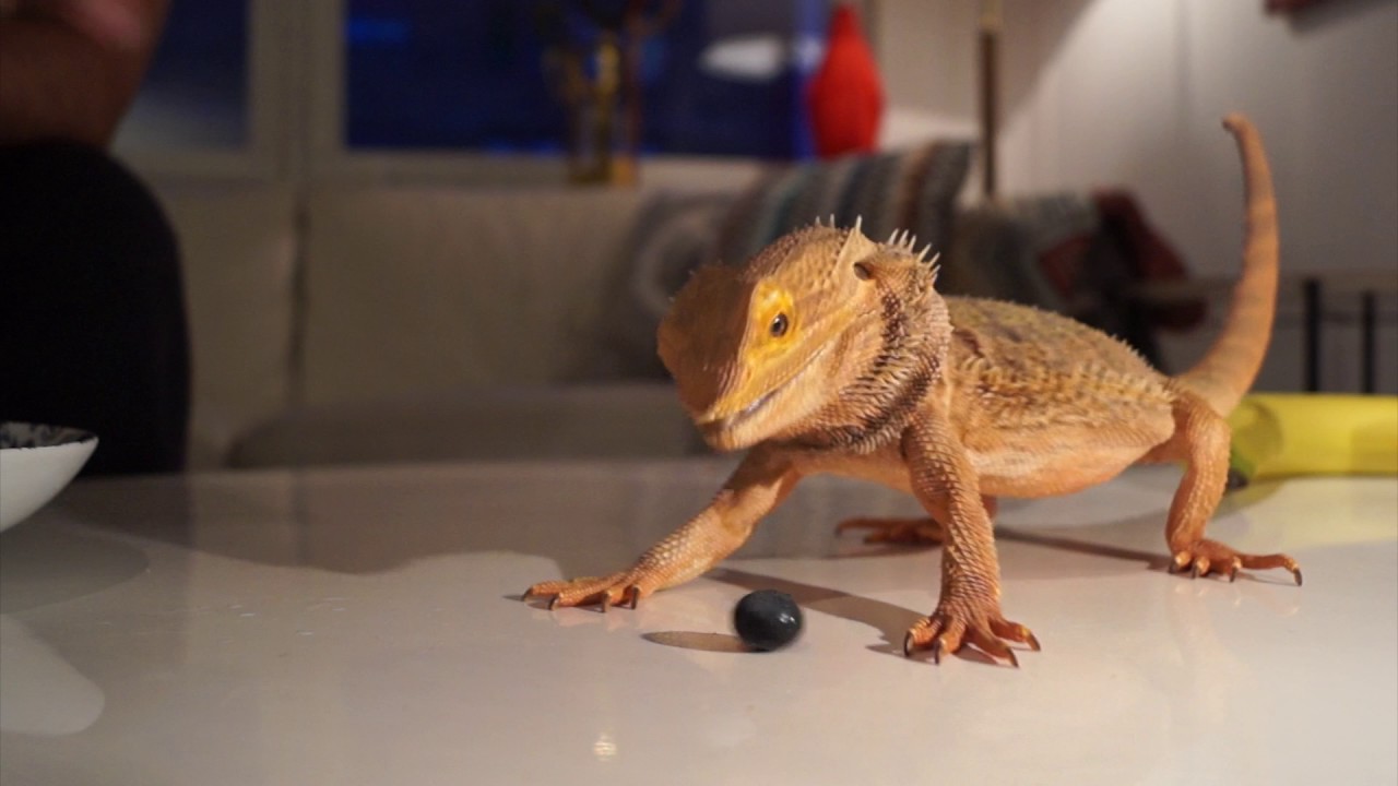 Bearded Dragon eating blueberries