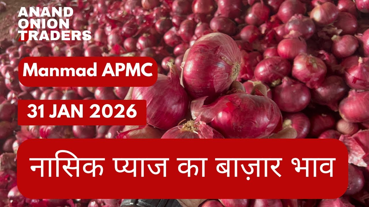 Nashik Onion Market Today 🔴 | Red Onion Price Today | APMC Bhav 31 January 2026
