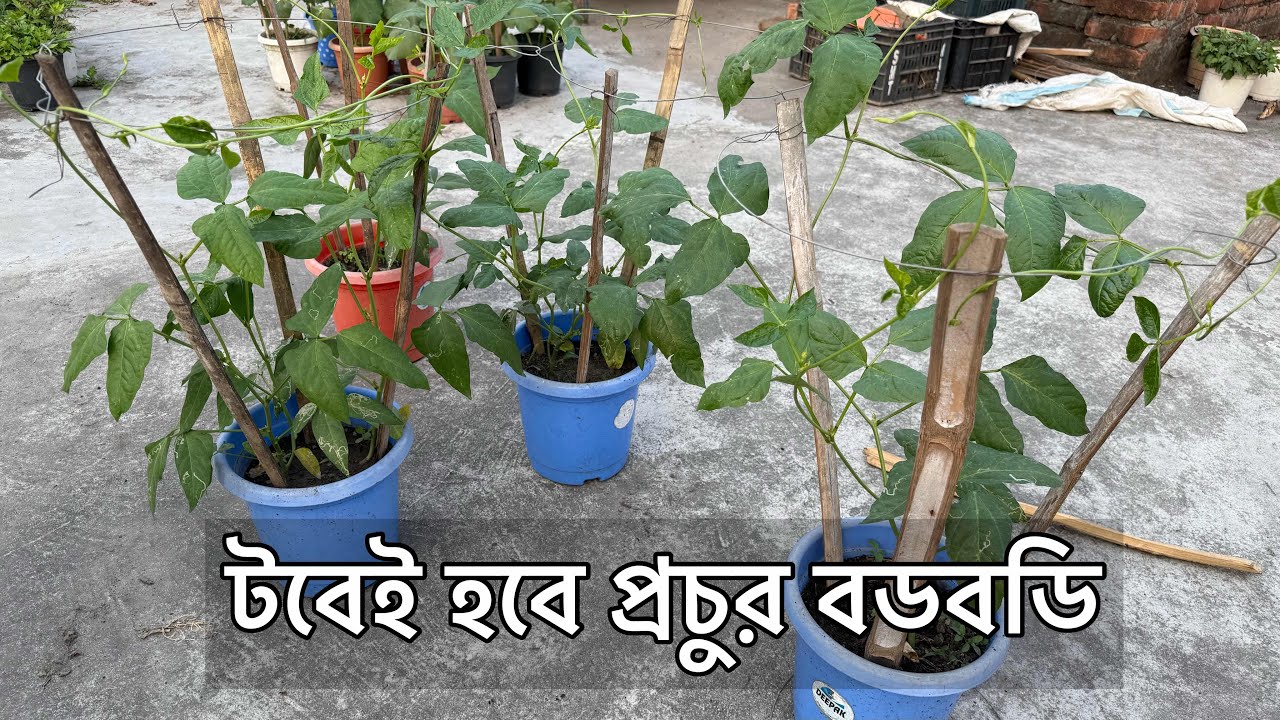 ছাদবাগানে বা টবে বরবটি চাষের সহজ পদ্ধতি | বরবটি চাষের গোপন টিপস। How to grow Long Beans in pots 