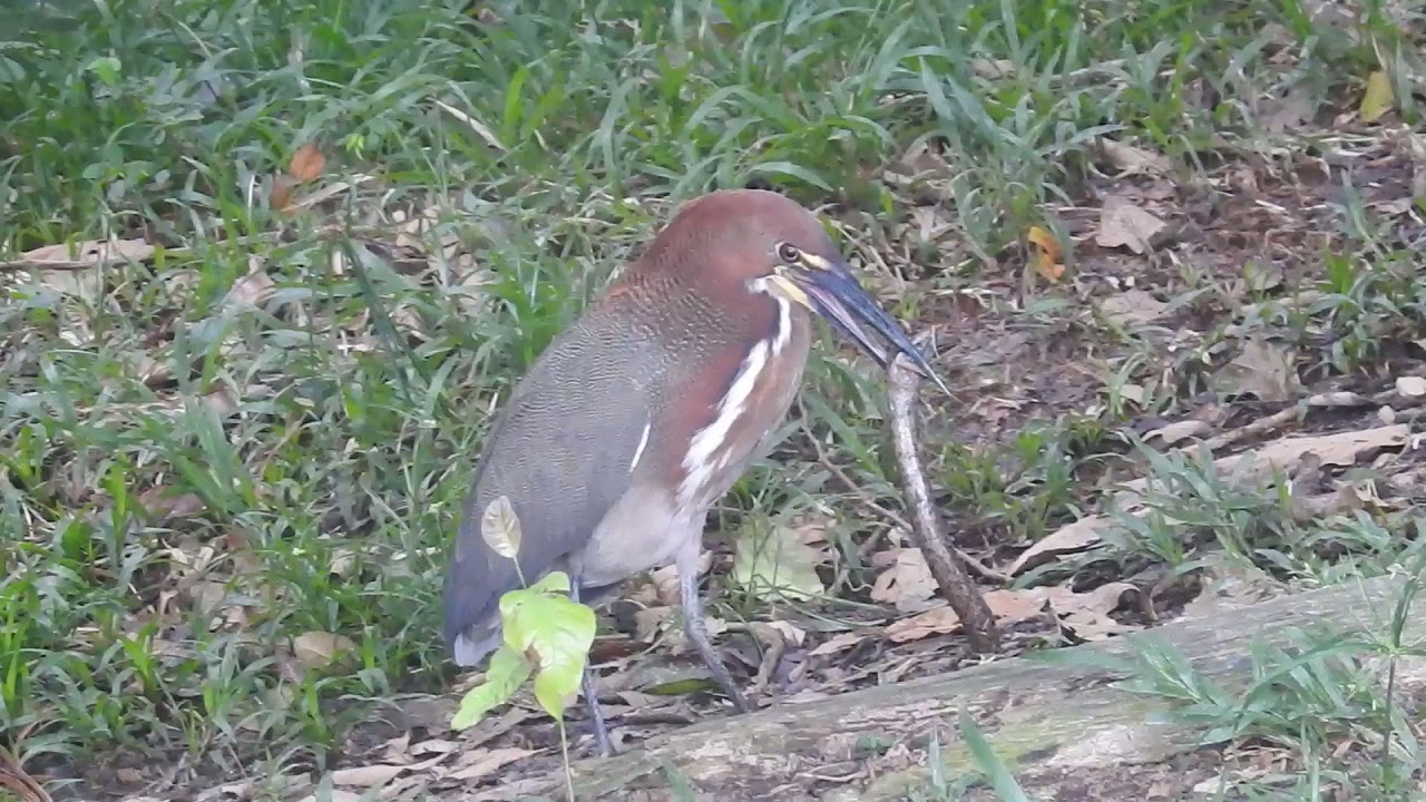 Rufescent Tiger-Heron ( Tigrisoma lineatum)
