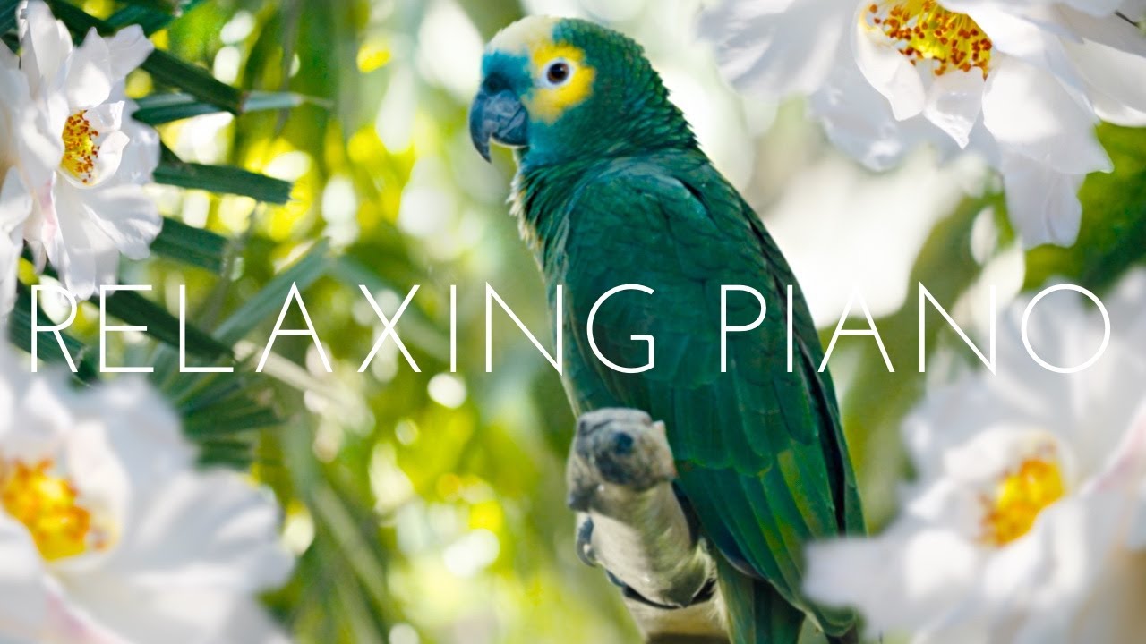 Piano Relaxing Music 🍀 Study Piano Music 🍀 Piano  For Stress Relief 🍀 Music For Studying
