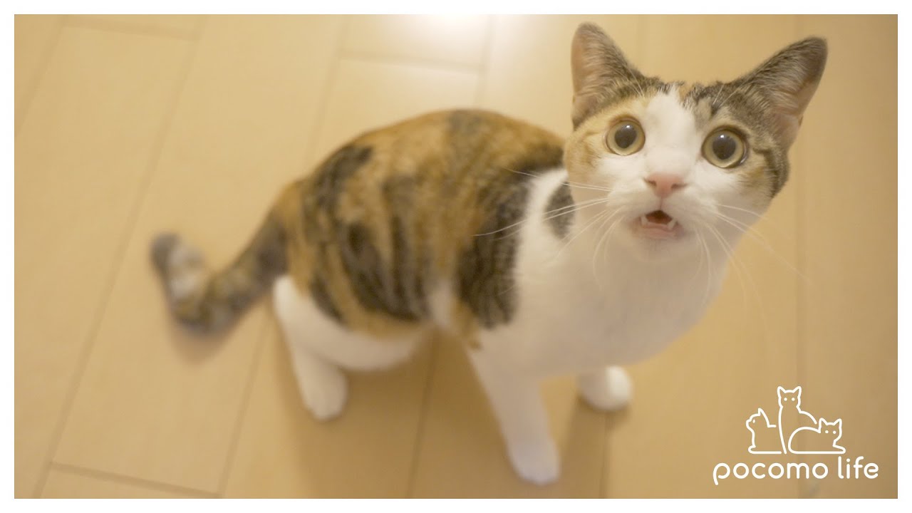 [ENG SUB]誕生日のごちそうが待ちきれなくて遠吠えしちゃう猫！