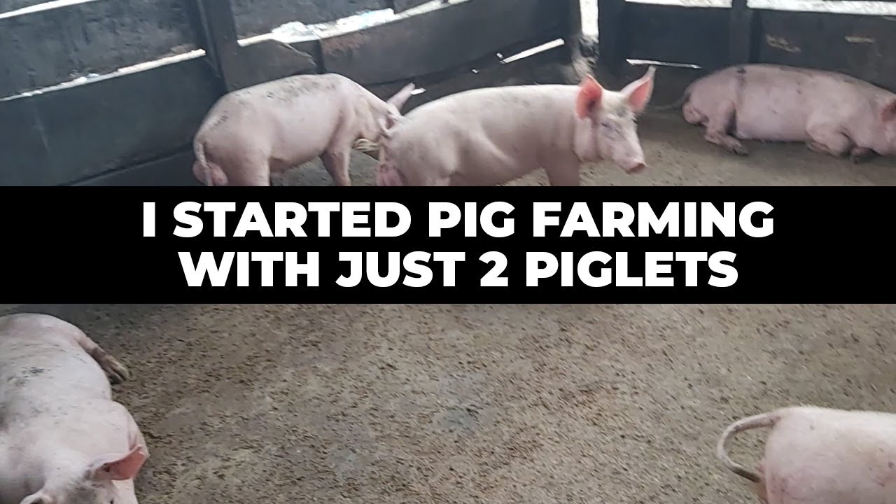 I Started Pig Farming with Just 2 Pigs and Now I Have Over 50 Pigs