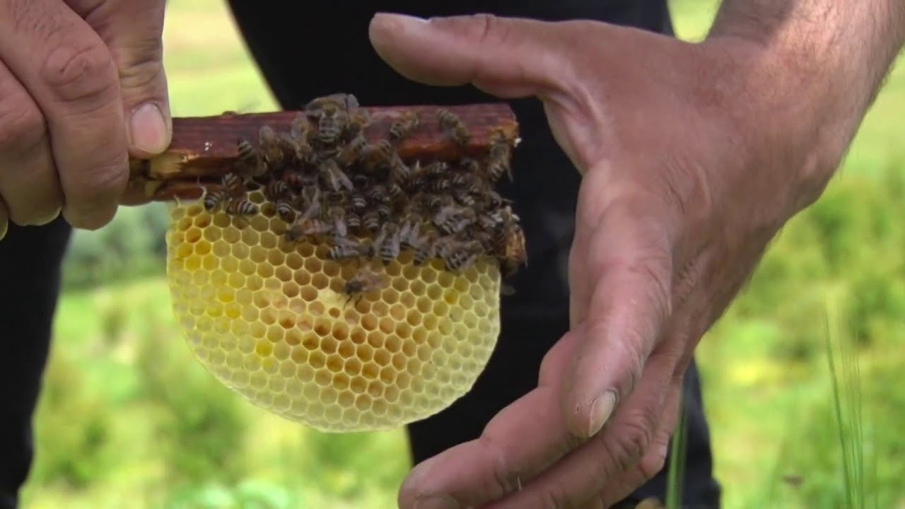 Beekeeper  بەخێوکردنی هەنگ