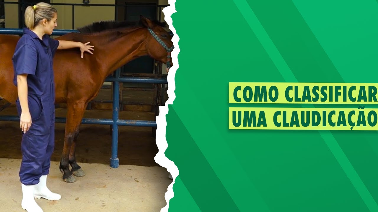 Aparelho Locomotor em Equinos