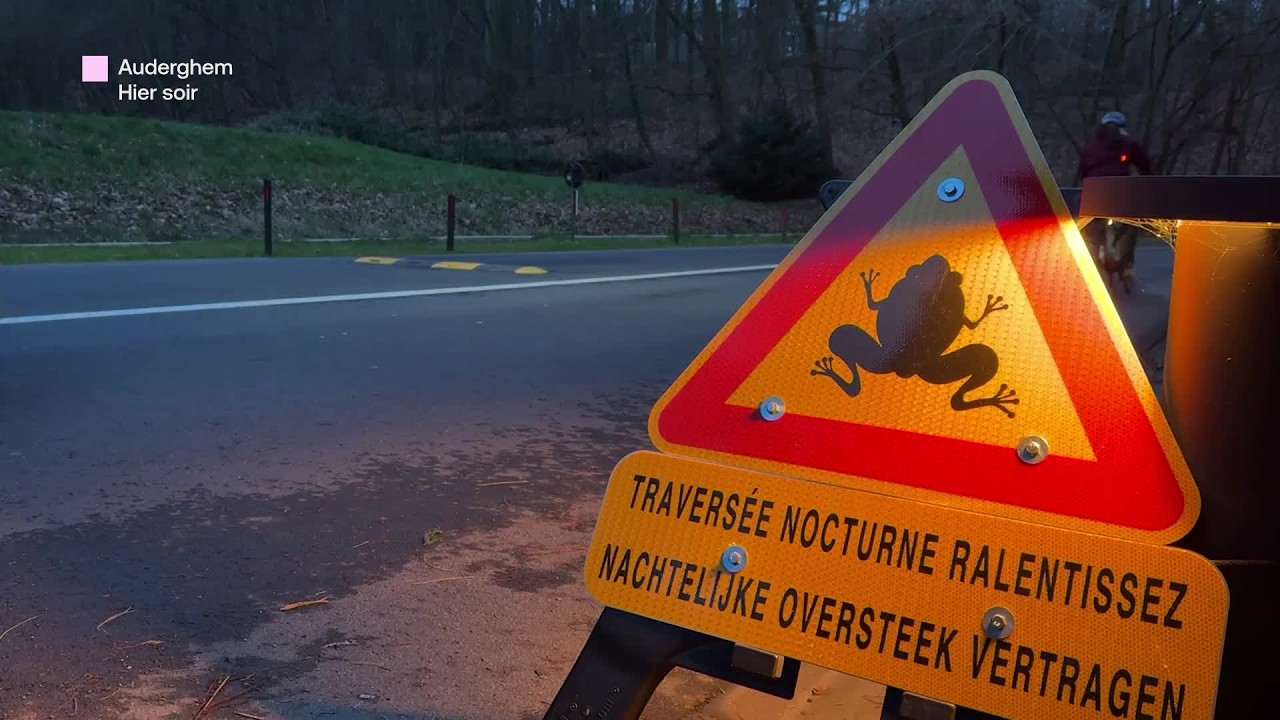 Des opérations de sauvetage pour aider la migration des batraciens