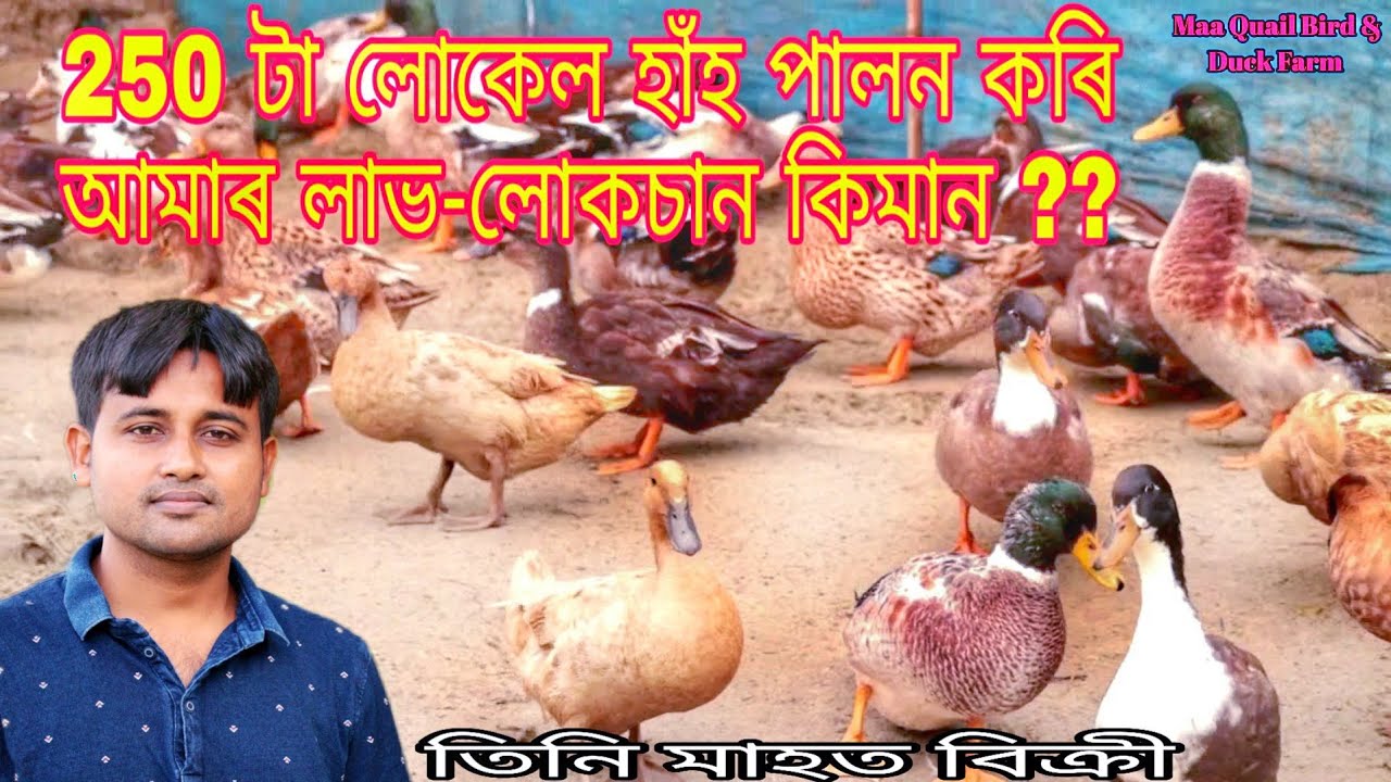 ২৫০ টা দেশী হাঁহ পালন কৰি আমাৰ লাভ - লোকচান কিমান ? মুঠ খৰচ কিমান ?  Profit and Loss of duck farm