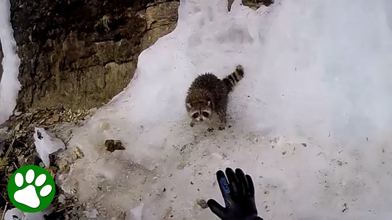 Floodwaters left the terrified raccoon stranded on the icy riverbank. One brave man jumped into th