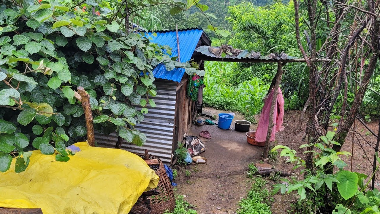 This is  Best Naturally Nepali Mountain Village Life During the Rainy || Rural Nature With Village |