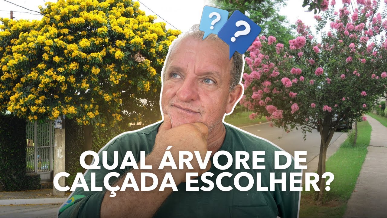 AS MELHORES ÁRVORES PARA SUA CALÇADA!!