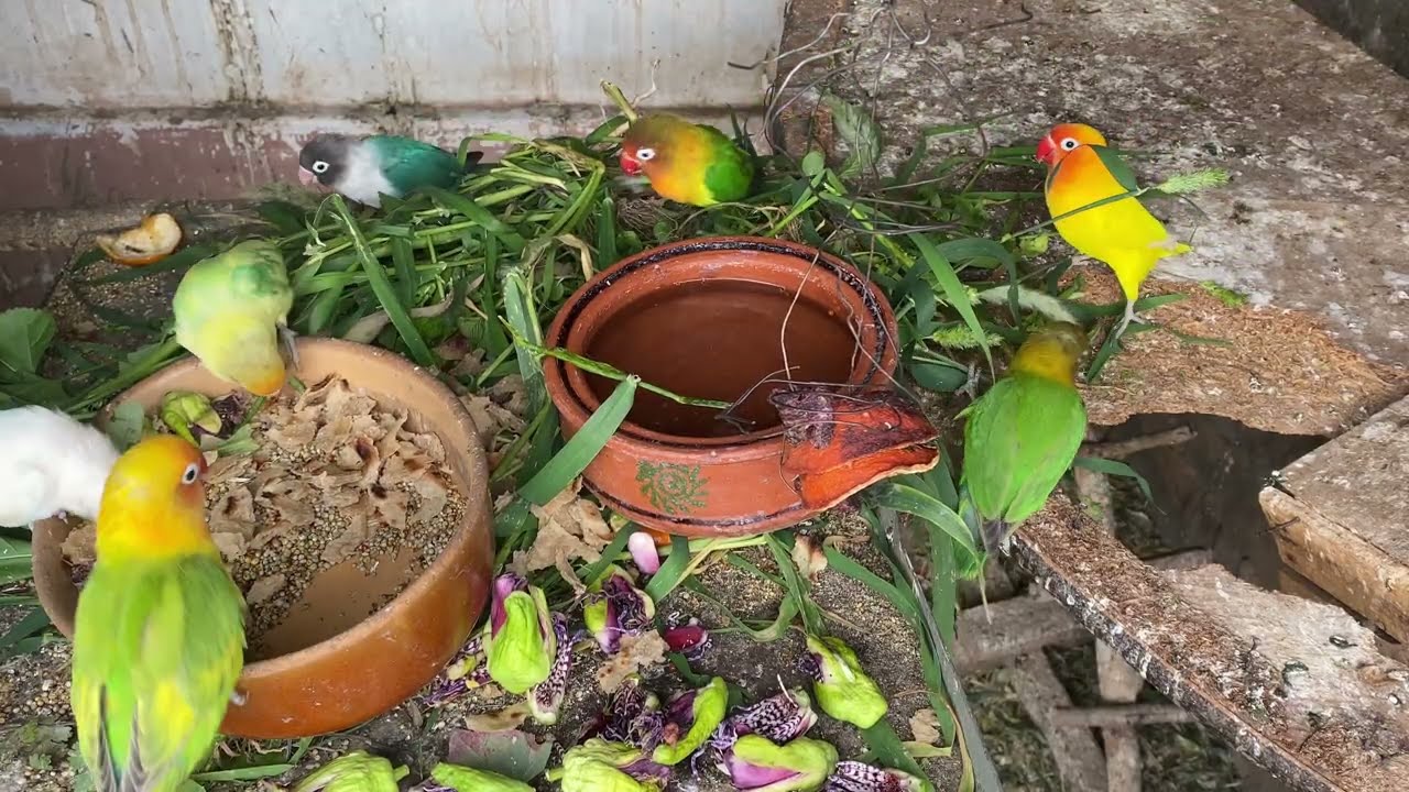 Adorable Lovebirds Moments ❤️ | Cutest Bird Video