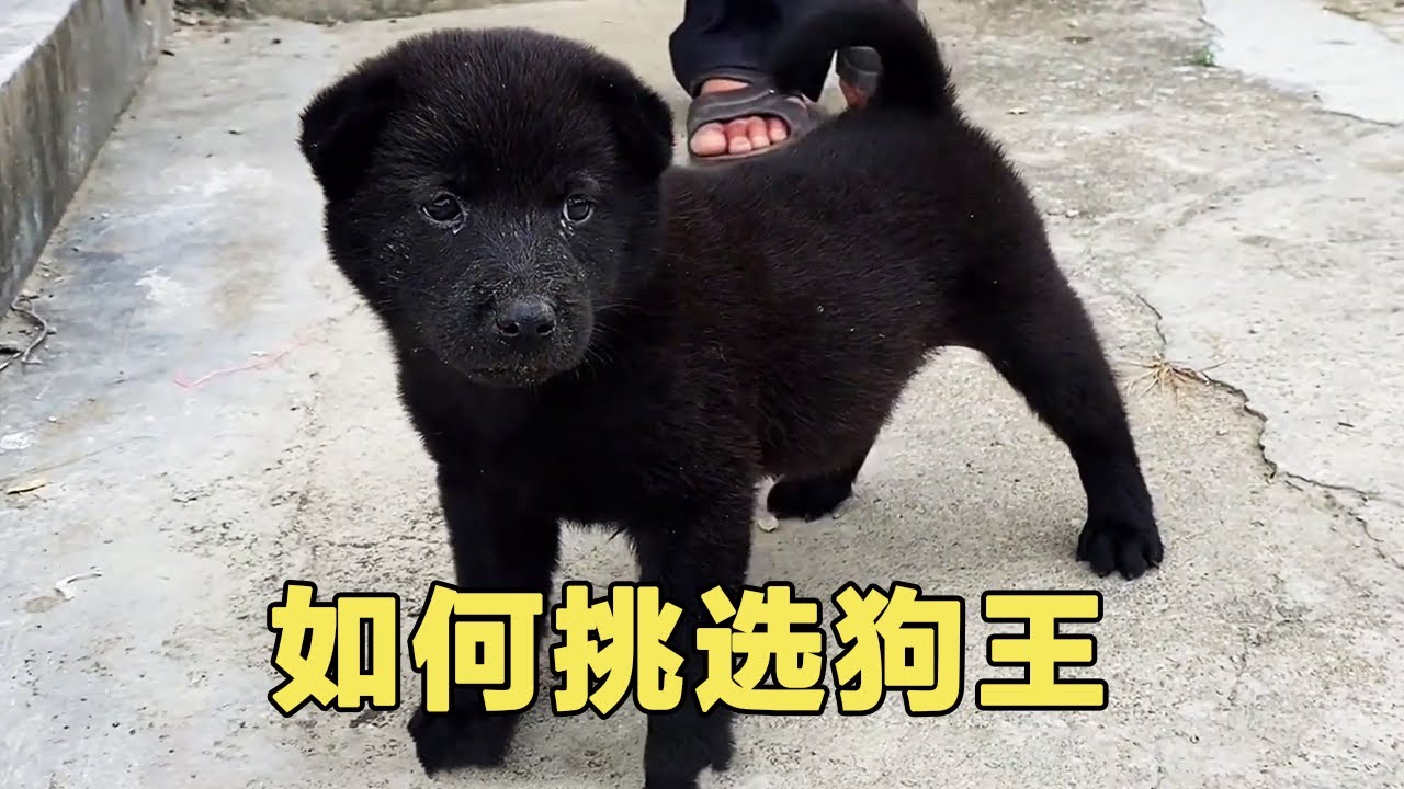 Как выбрать короля собак? Мастер учит - необх. усл. для короля собак [Л.Ф.Синь]