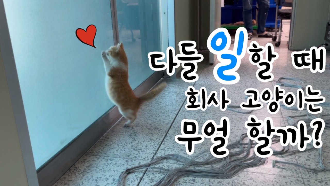 회사에서 키우는 고양이는 직원들이 일할 때 무얼 할까?🐈