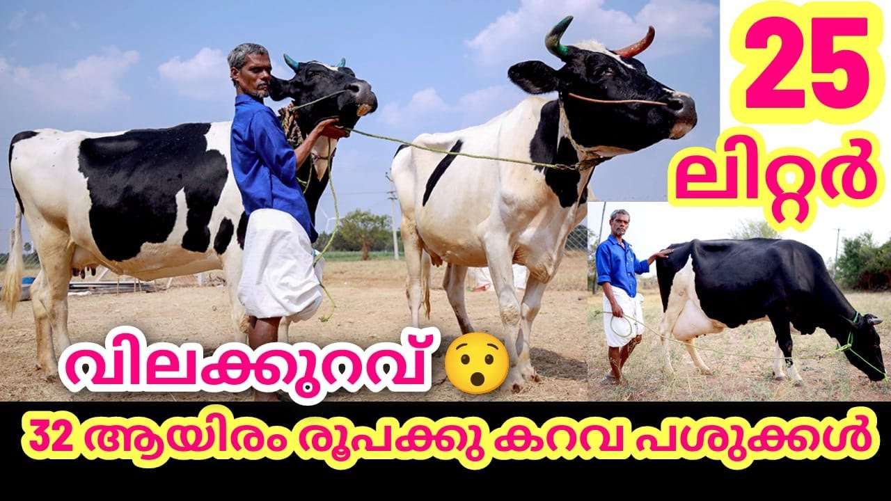 ഇവിടെ പശുക്കൾക്കു വൻ വിലക്കുറവ് 😍 30 ആയിരം രൂപമുതൽ വാങ്ങാം #hf #jercy