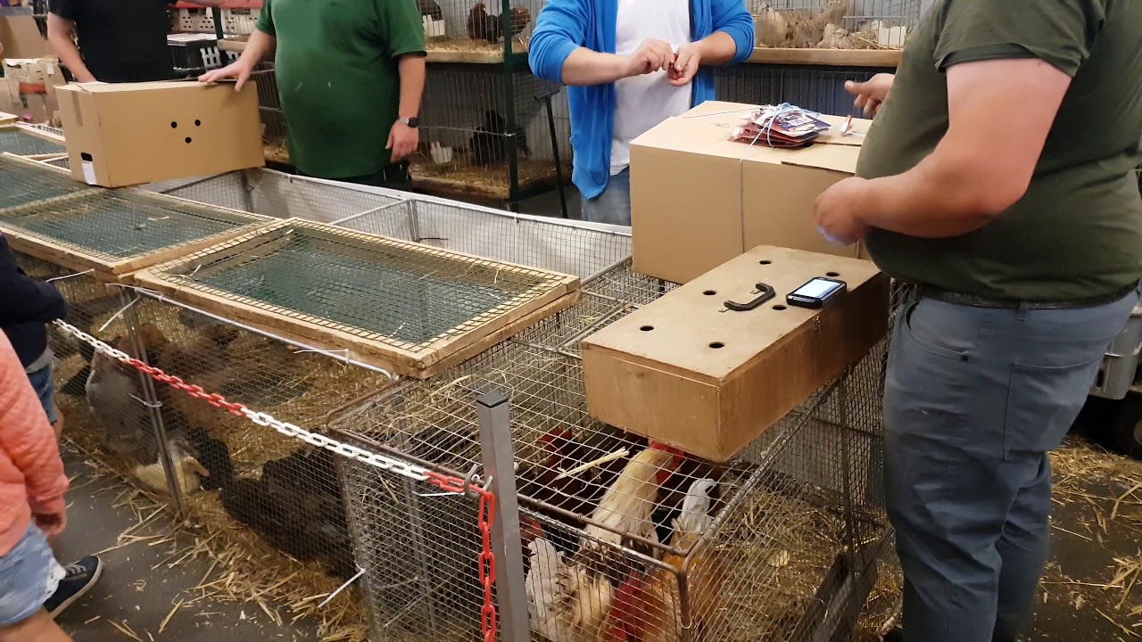 Hobbymarkt Kaunitz 02.06.18