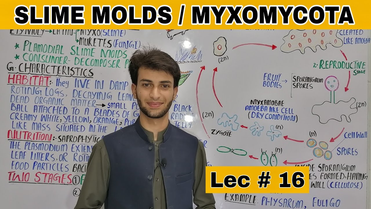 Slime Molds l Myxomycota l Fungus like protists l Kingdom Protista