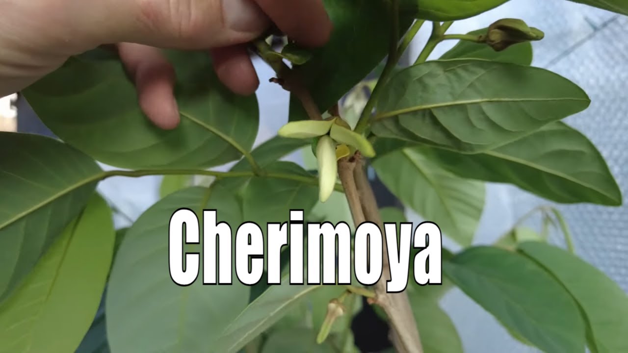 Exoten im Garten 🍍🌴 | Cherimoya, diese exotische Frucht w&auml;chst auch bei Dir! | Gartenschlau.com 🌻