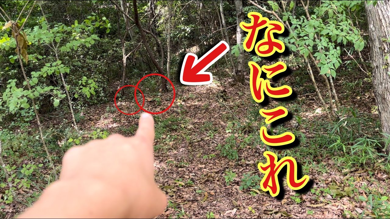 【キノコ狩り】林の奥に&hellip;。とんでもないキノコが採れました