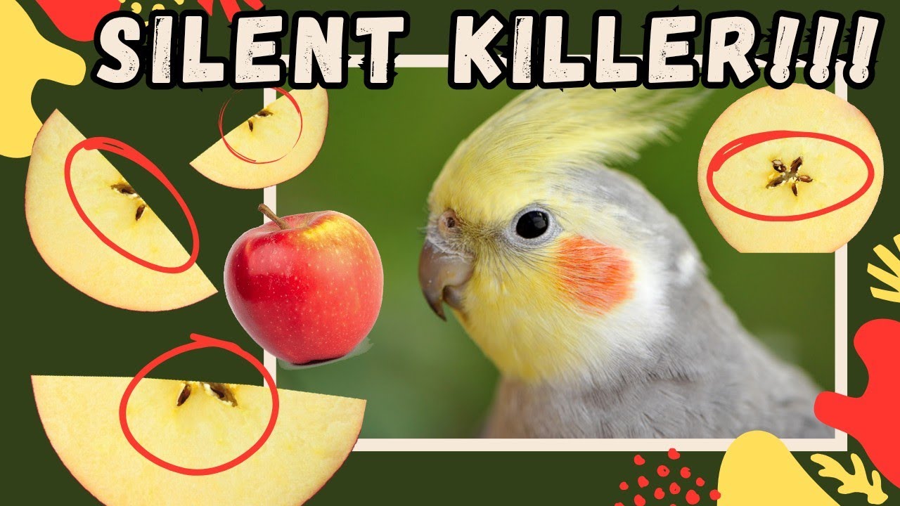 ⚠️ URGENT WARNING for New Cockatiel Owners! ⚠️