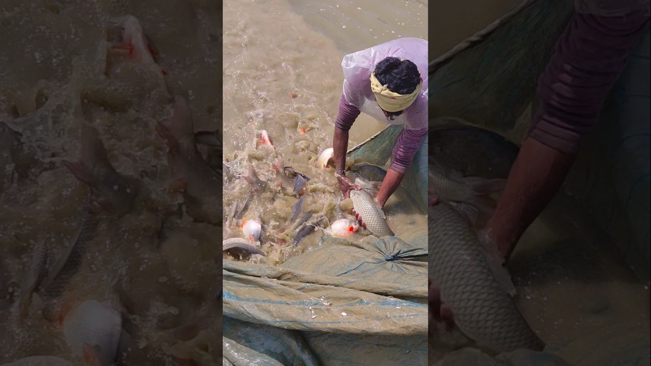 Fish Farming Center #fishing #short #shortvideo #vlog #funny #comedy  #live #like #trending #shorts