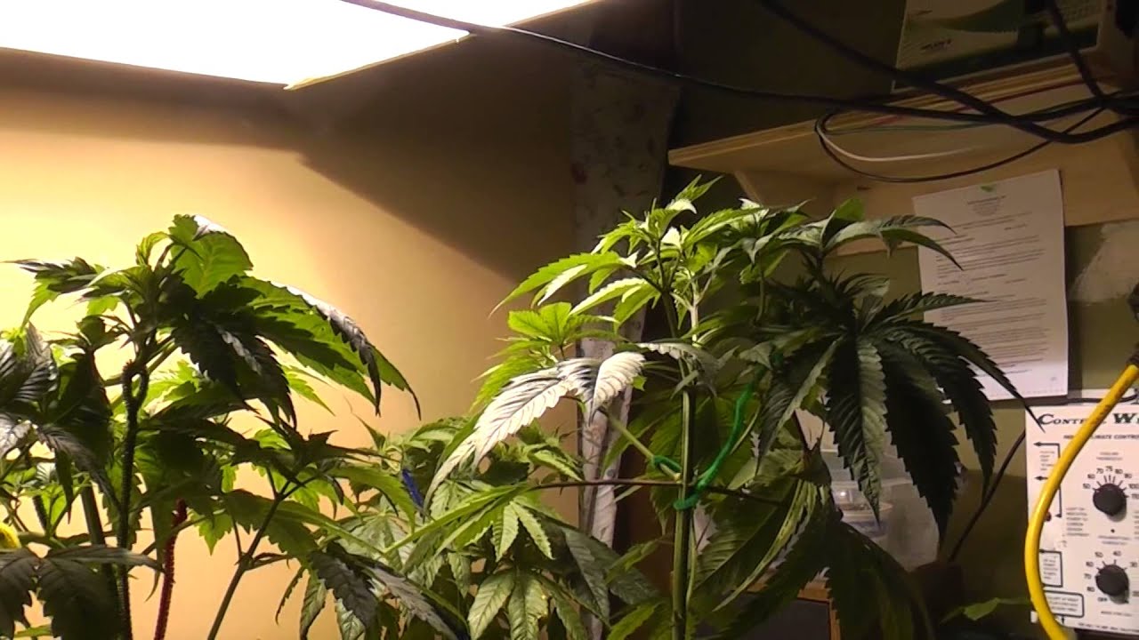 2014; A Cannabis Odyssey