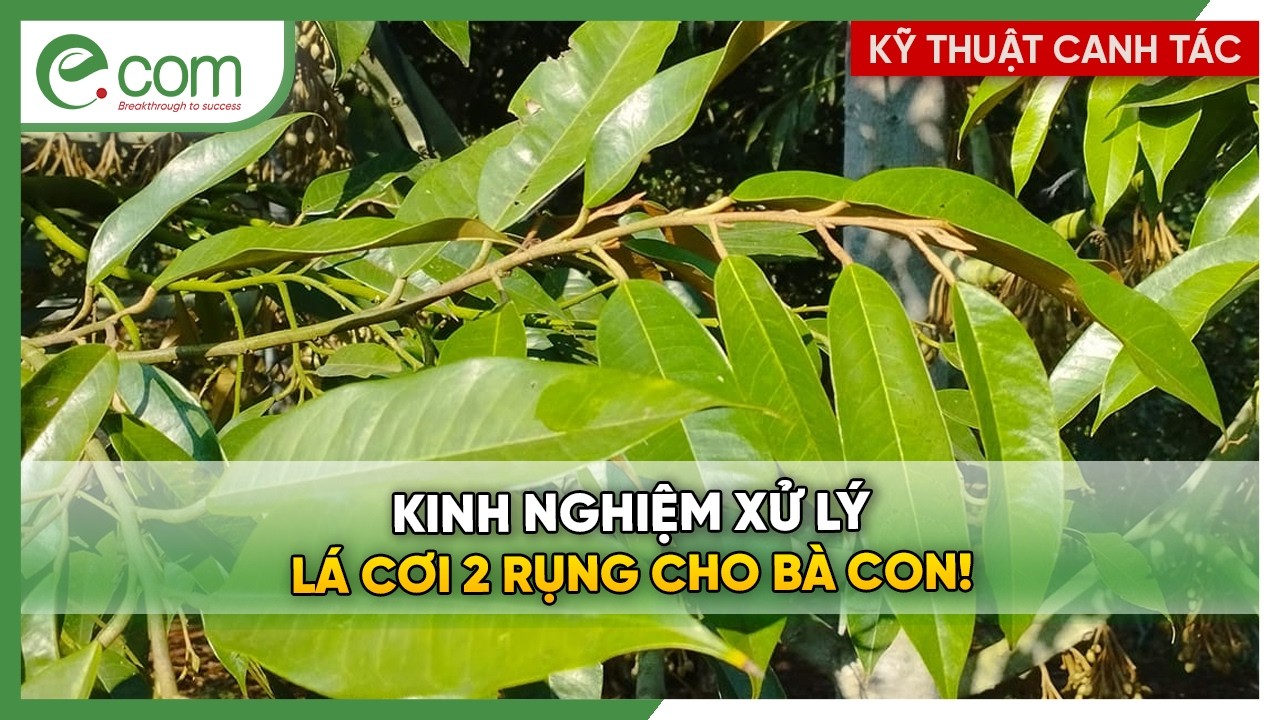 Kinh Nghiệm Xử Lý Sầu Riệng Rụng Sớm Lá Cơi 2