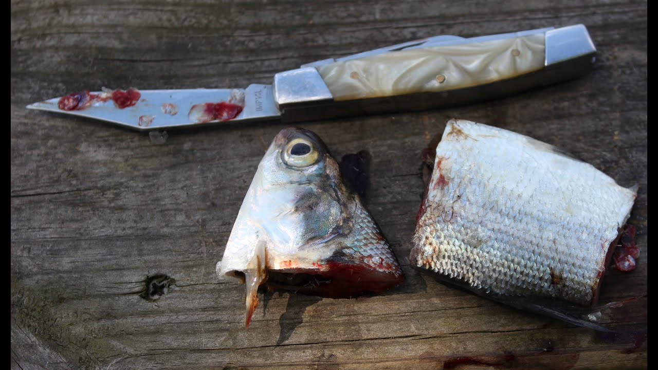 8 best catfish baits - Catch catfish - Blue, flathead and channel catfish