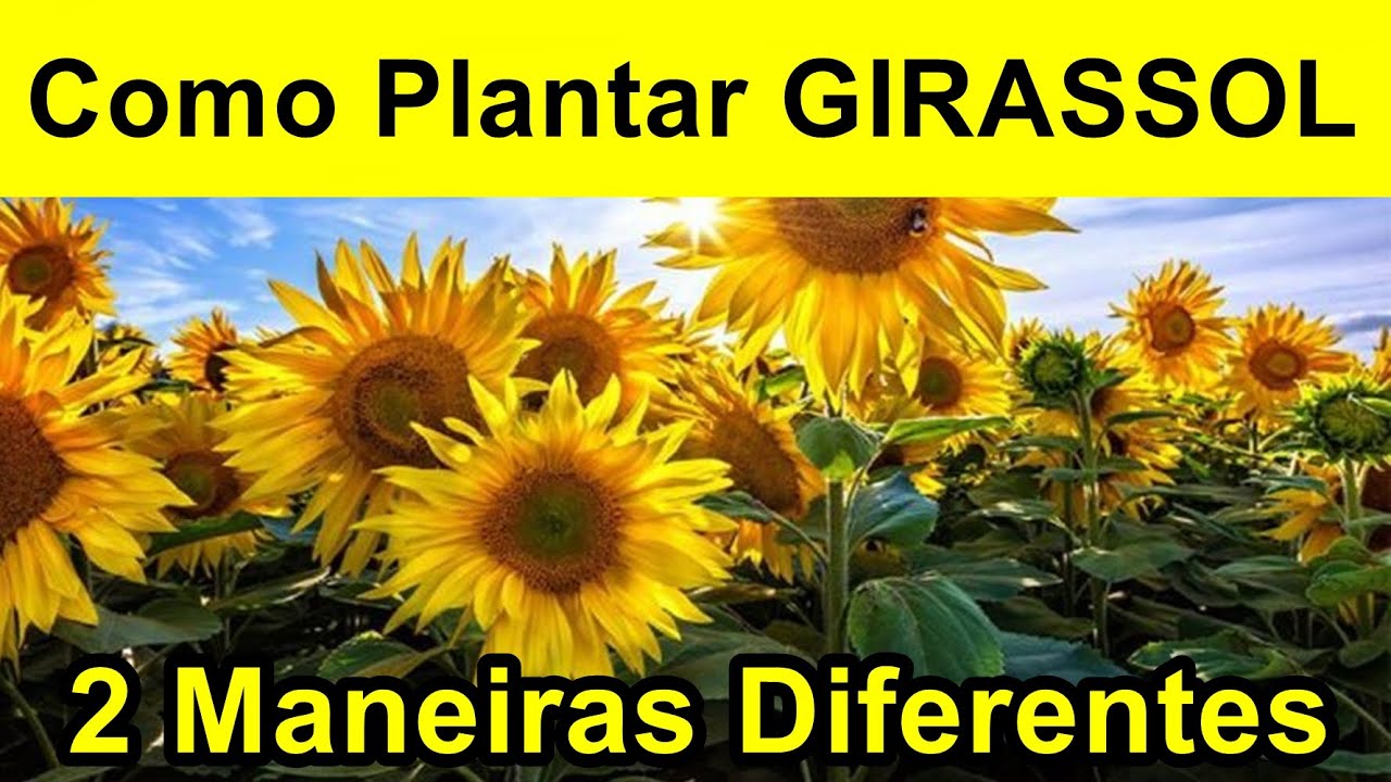 Como Plantar (germinar) SEMENTES DE GIRASSOL / 2 formas diferentes