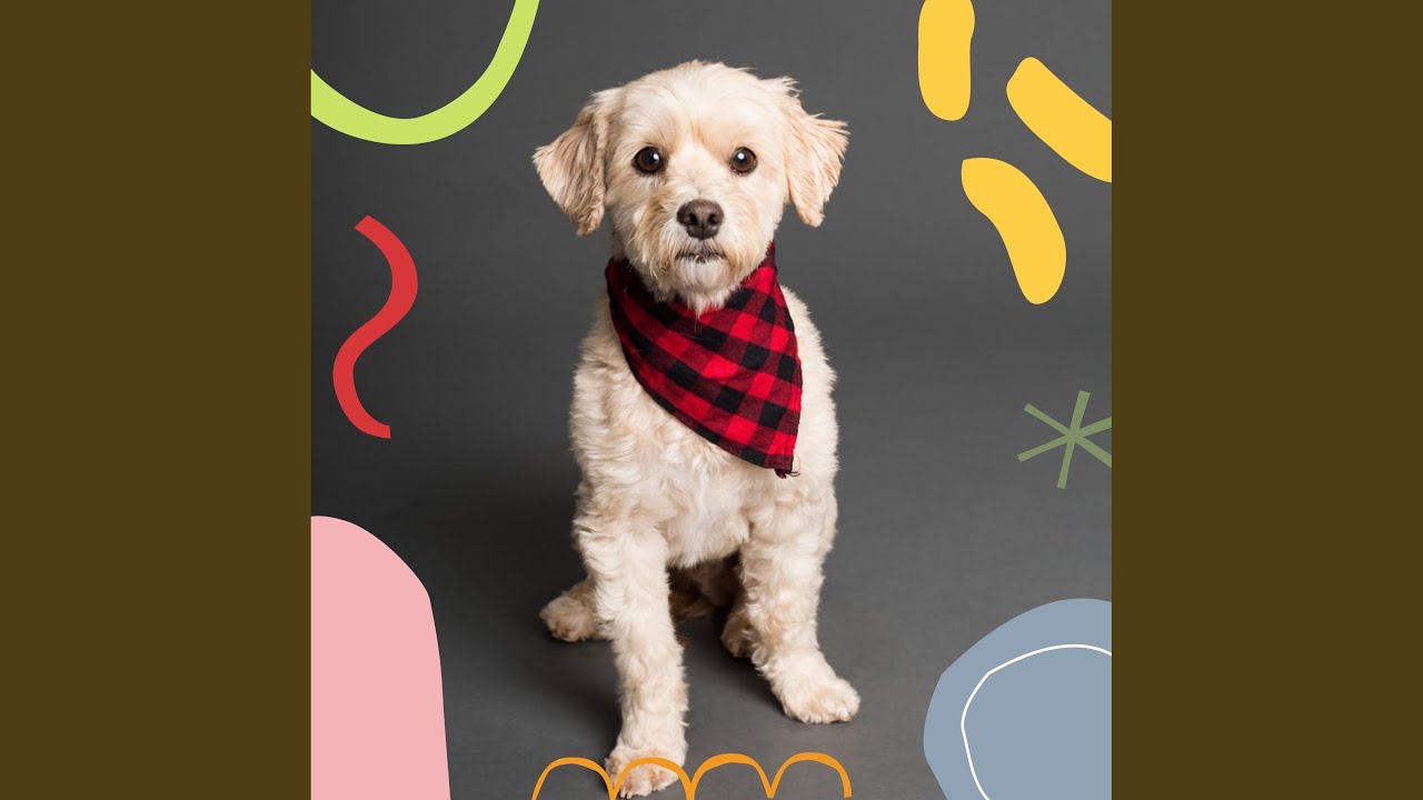 Awesome Moods for Dog Rewards
