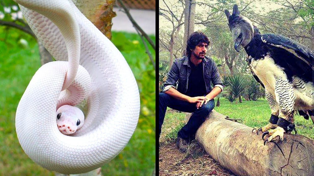Os Animais Mais Raros Do Mundo