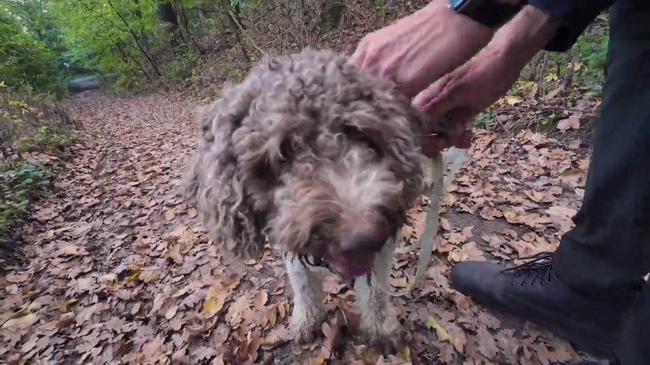 Off leash dog hunting instinct during a walk in the forest