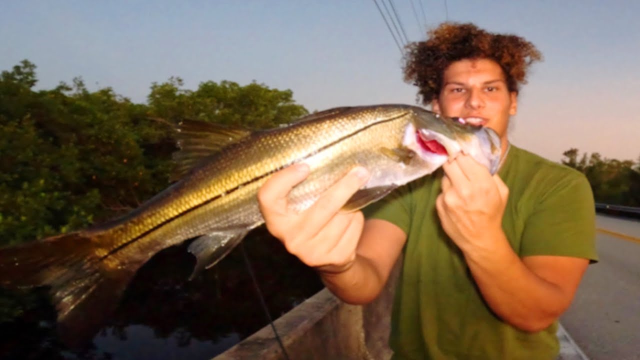 Bridge Fishing For BACKWATER SNOOK!