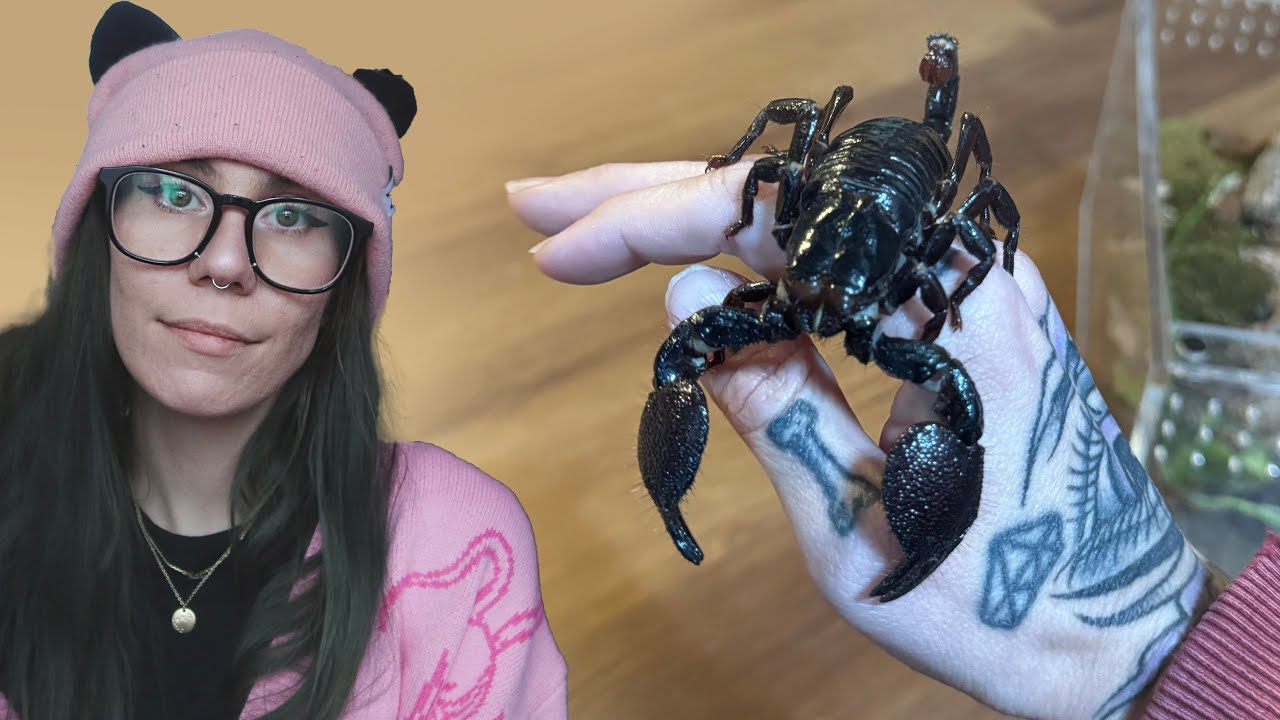 How to *NOT GET STUNG* While Rehousing 7 Scorpions!!