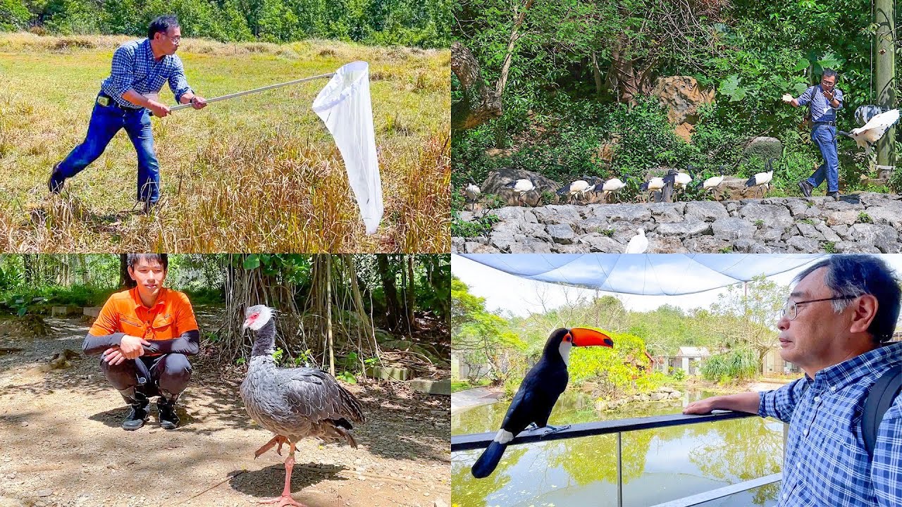 貴重な鳥たちがたくさん住んでいる動物園でも結局虫取りを始めてしまう園長【ネオパークオキナワ】