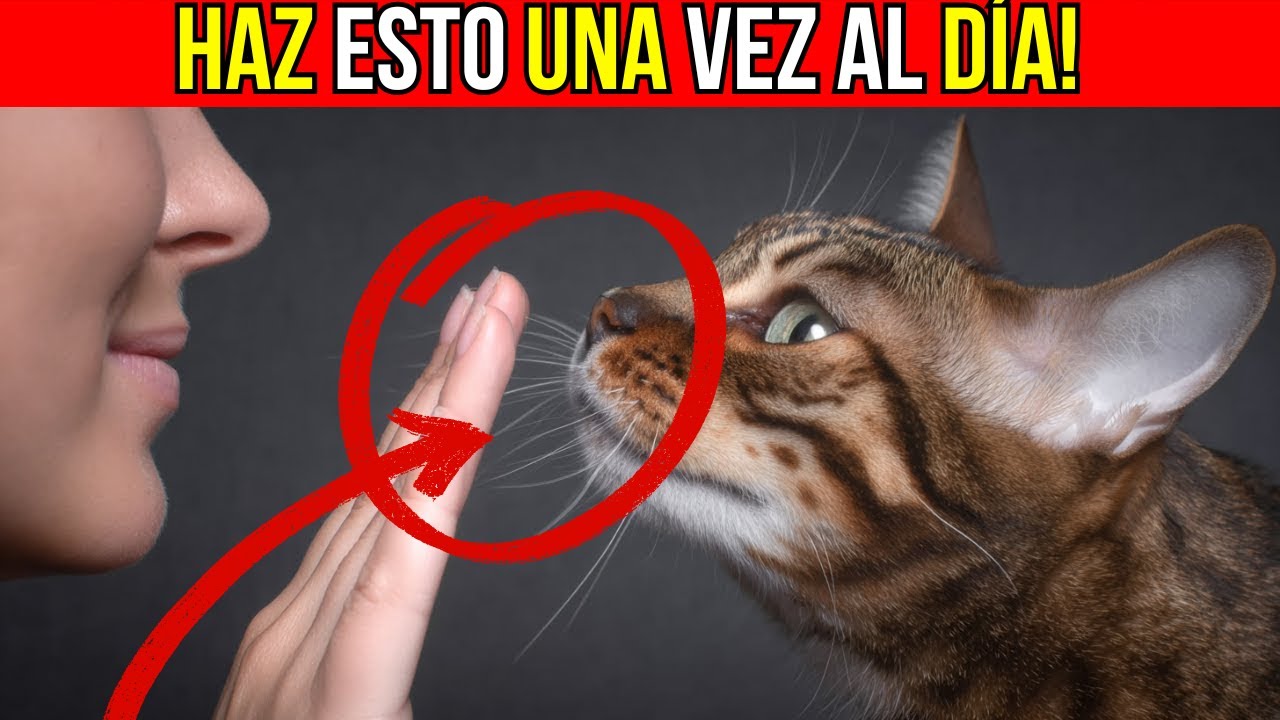 Haz estas 6 cosas a diario: así sabrá tu gato que lo amas