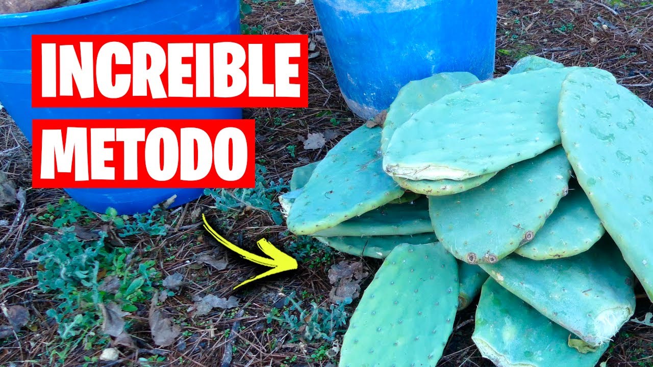 Increíble MÉTODO para PLANTAR FRUTALES 🌵 ¿3 AÑOS SIN REGAR? | La Huerta de Iván