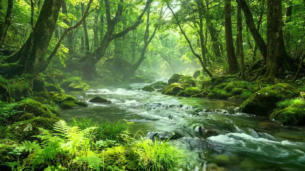 Soft Stream Flowing and Birds Singing, Relaxing Forest Nature Sounds for Sleep and Meditation
