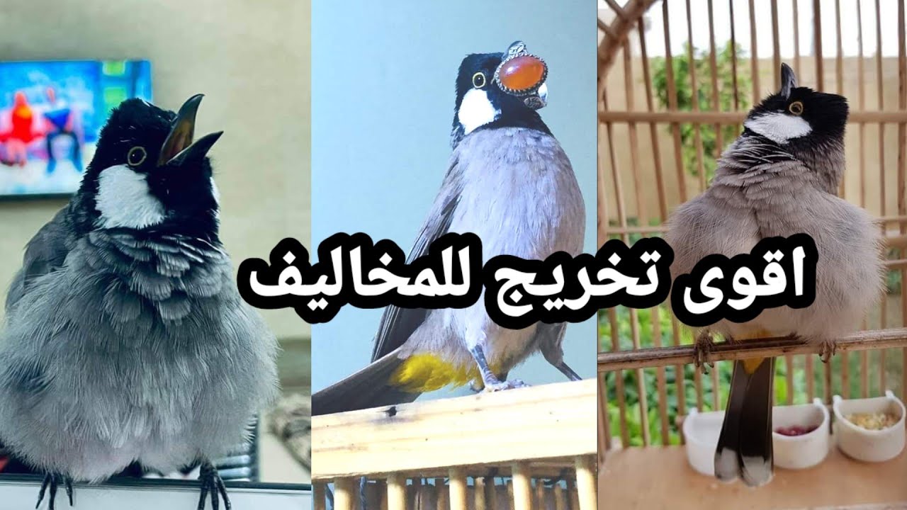 اقوى تخريج للمخاليف