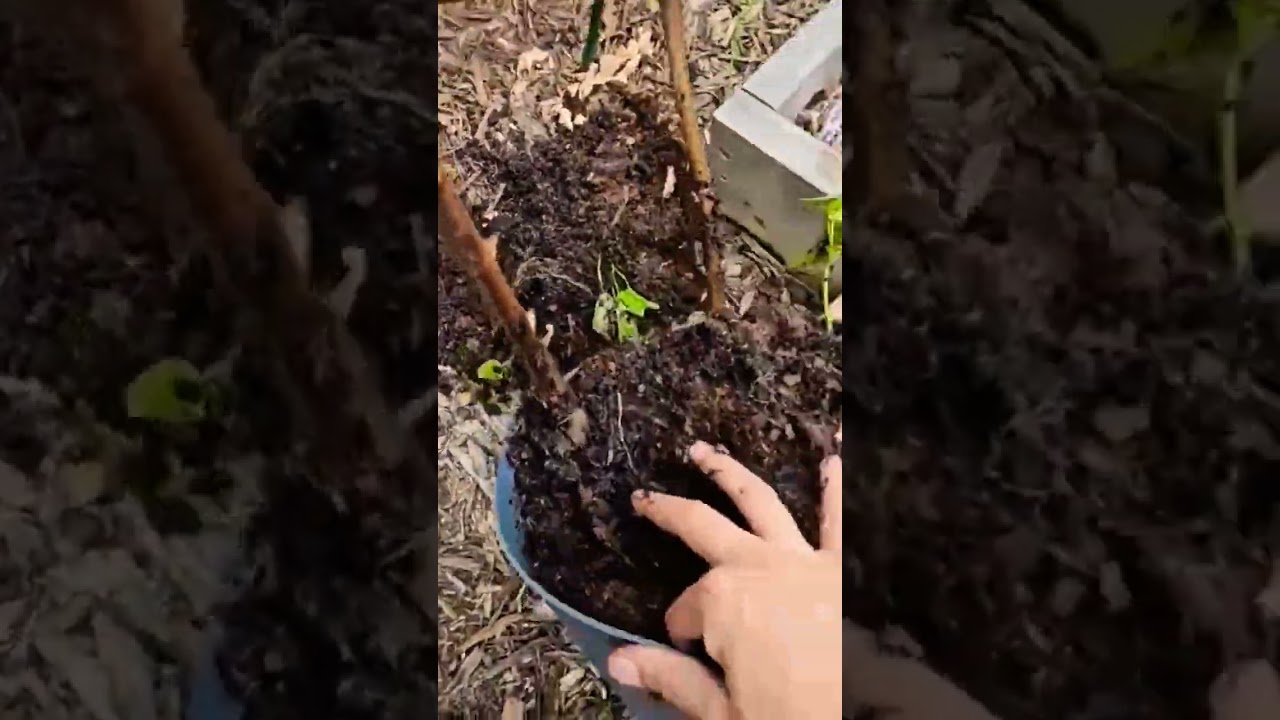 Garden Mishaps #gardening #garden #friends #gift #flowers #family #homemaker #jesus #revived #mom