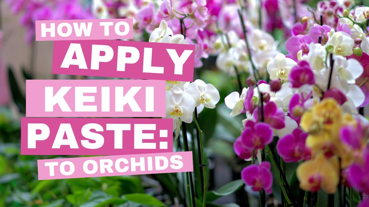 How to Apply Keiki Paste on Orchids🌸