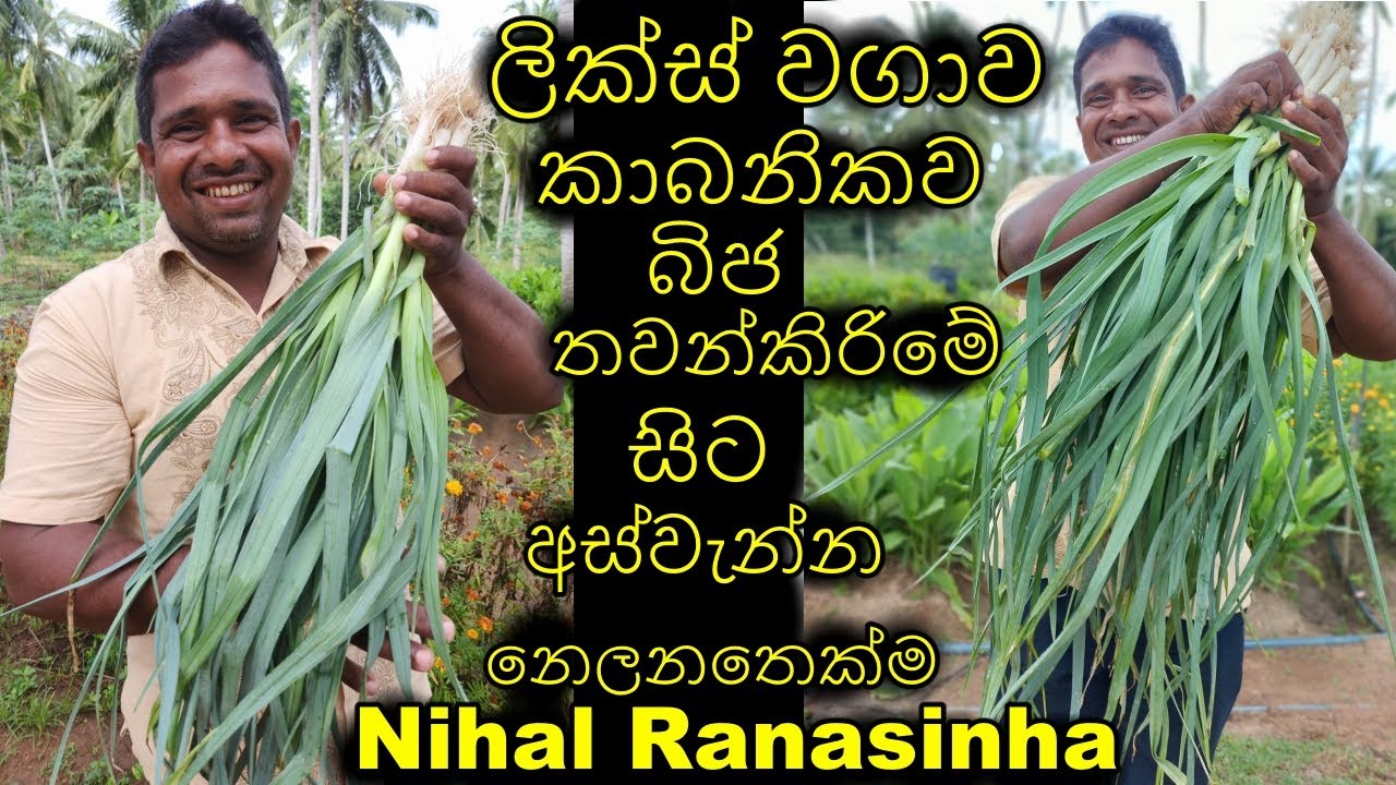 ලික්ස් වගාව කාබනිකව බිජ තවන්කිරිමේ සිට අස්වැන්න නෙලනතෙක්ම Lix cultivation is organic