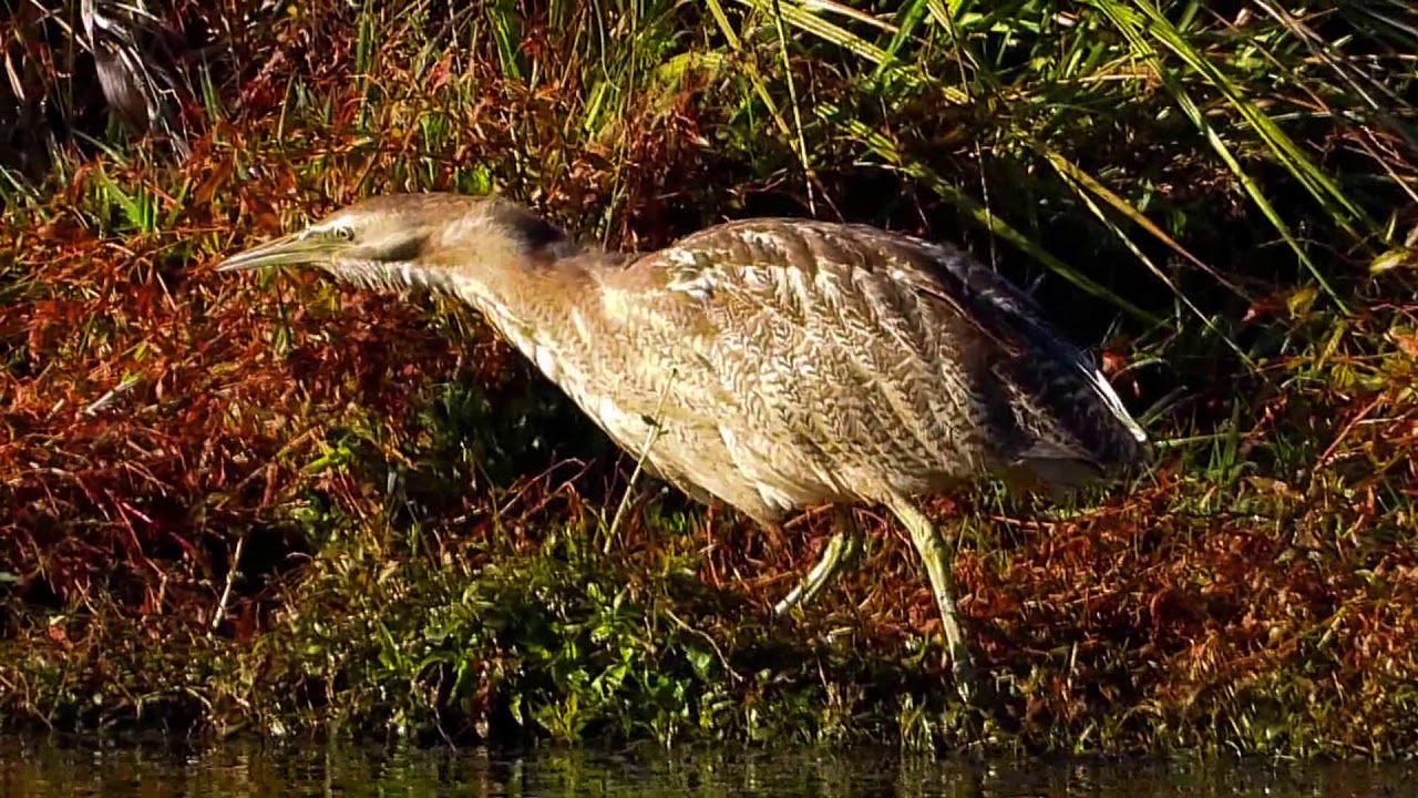 Australasian Bittern at Pegasus Wetland, South Island, New Zealand, 30 05 2020