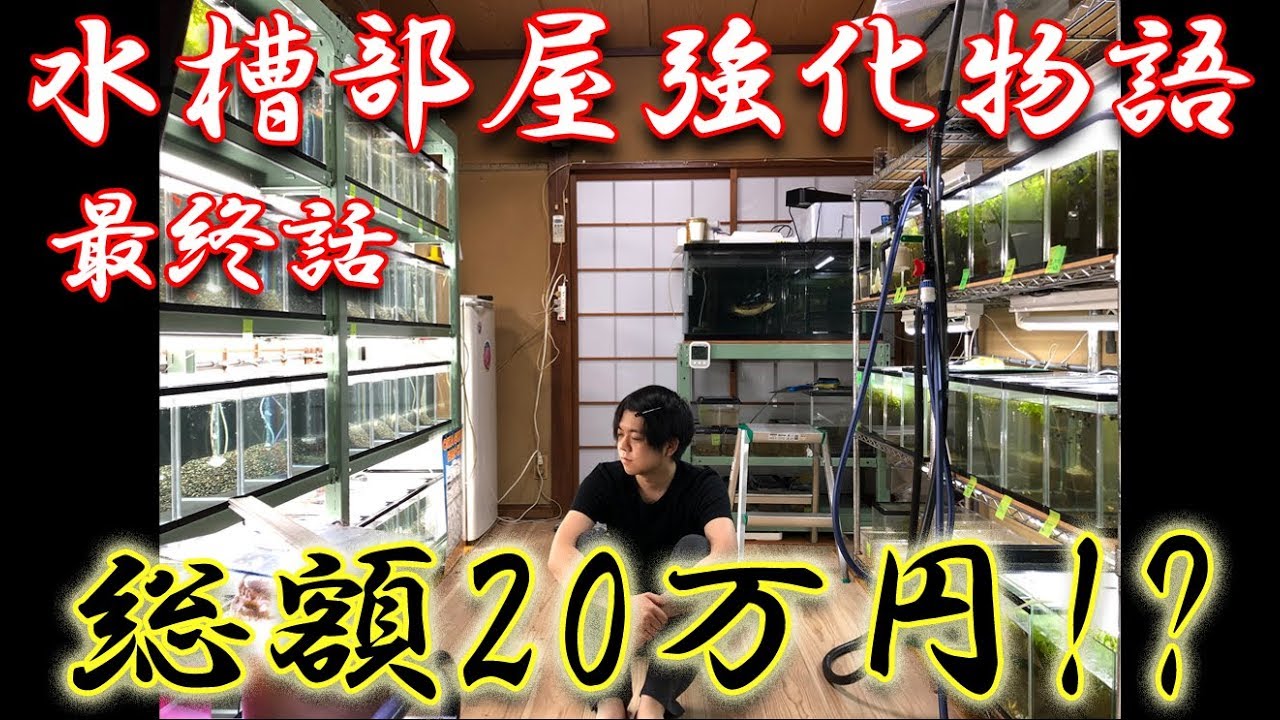 総額２０万円！？水槽部屋をアップグレードしてみた！水槽部屋強化企画 part5【大分グッピーFC】