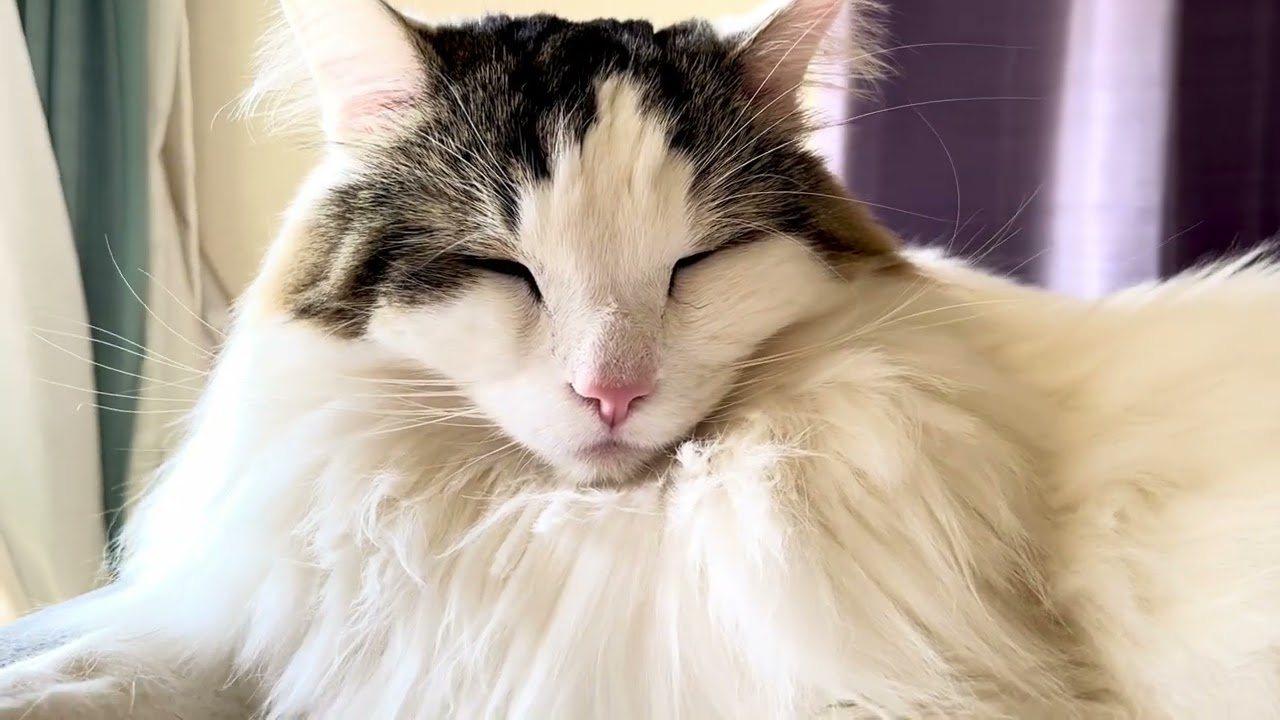 #2026年#1月#猫記録#猫の毛繕い 